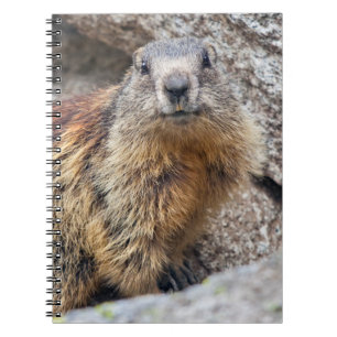 Cuaderno de Marmota Alpina