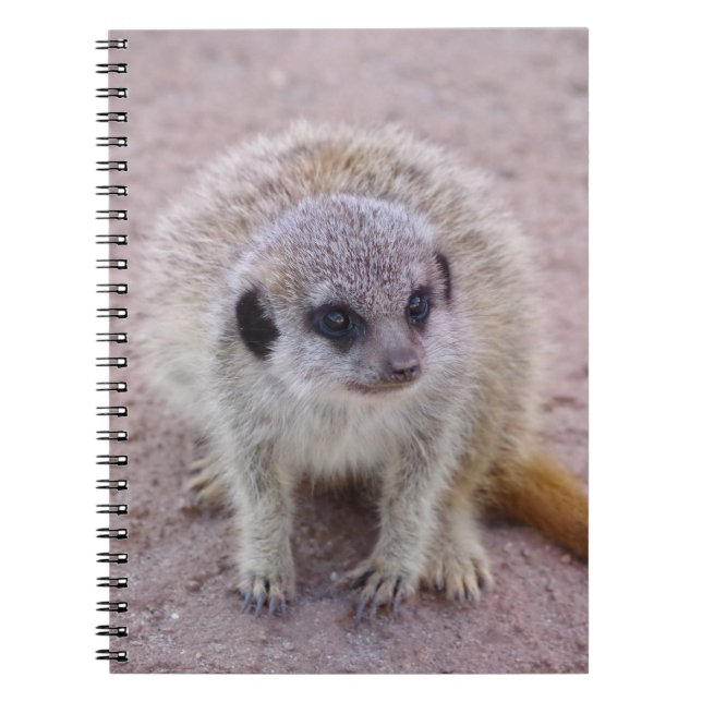 Cuaderno de Meerkat (Frente)