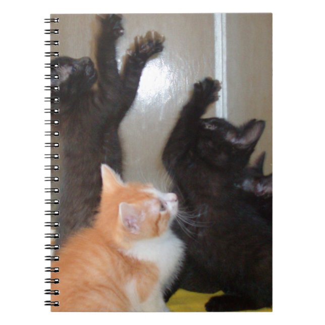 Cuaderno de Meow Cats 36 (Frente)