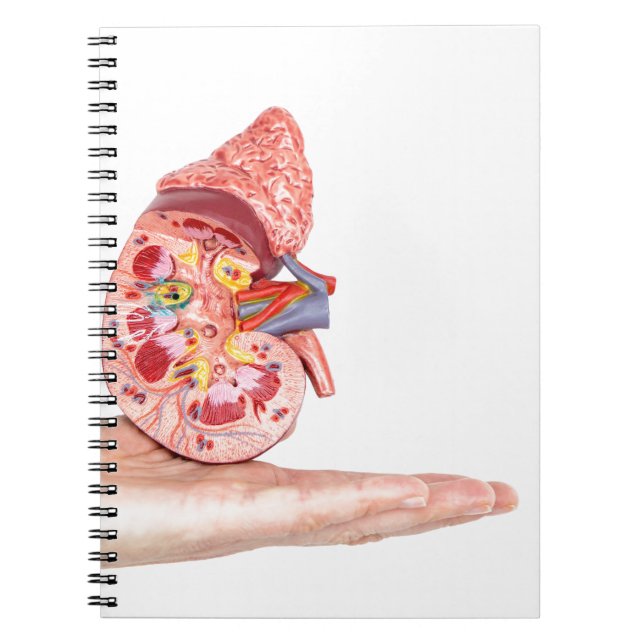 Cuaderno Dé mostrar el modelo con dentro del riñón humano (Frente)
