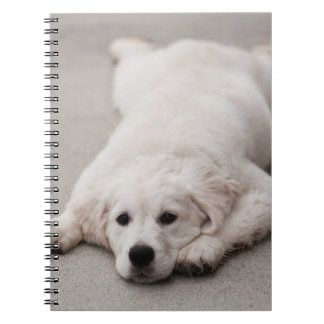 Cuaderno de notas del golden retriever