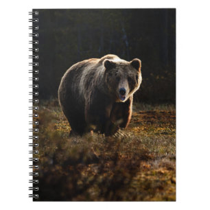 Cuaderno de osos