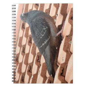 Cuaderno de pichón en la azotea