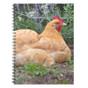 Cuaderno de pollo