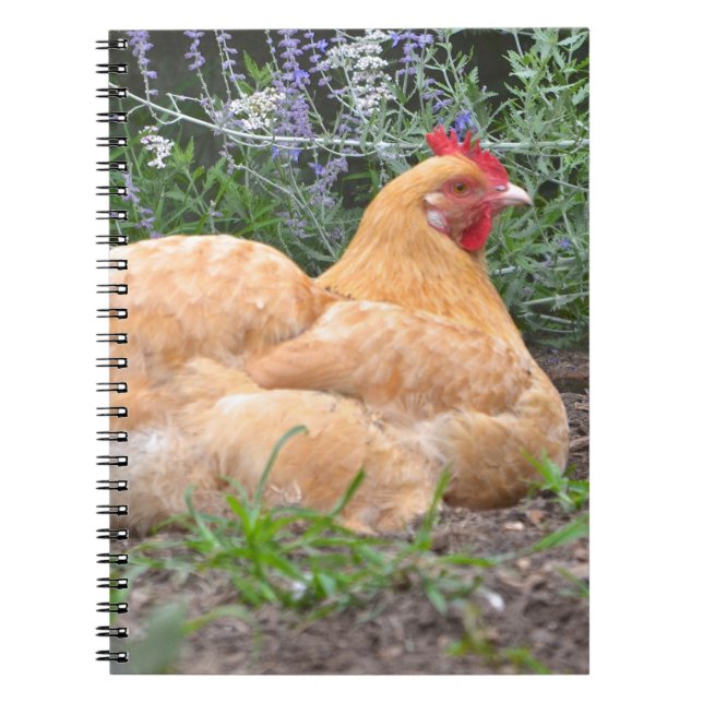 Cuaderno de pollo (Frente)