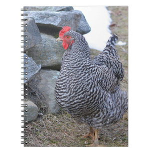 Cuaderno de pollo