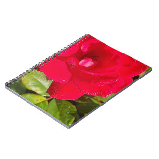 Cuaderno de Rosa