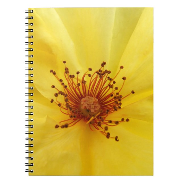 Cuaderno de rosa amarillo (Frente)