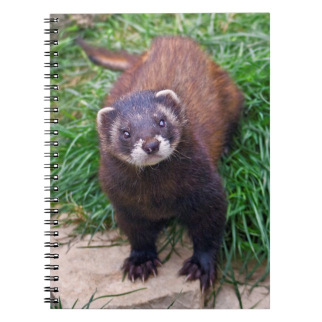 Cuaderno de turón (Frente)