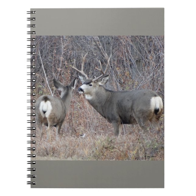 Cuaderno Deer Buck y Doe D29 (Frente)