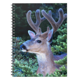 Cuaderno Deer de cola negra   Parque nacional olímpico