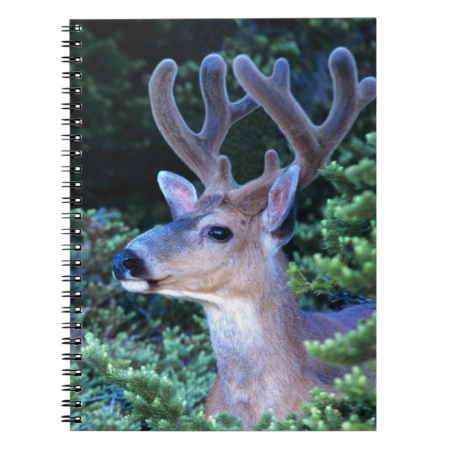 Cuaderno Deer de cola negra | Parque nacional olímpico (Frente)