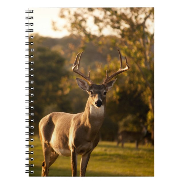 Cuaderno Deer Notebook / Journal (Frente)
