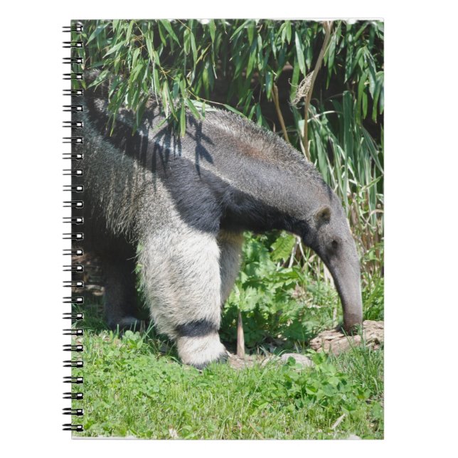 Cuaderno del Anteater gigante (Frente)