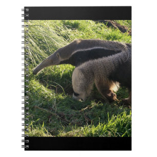 Cuaderno del Anteater gigante