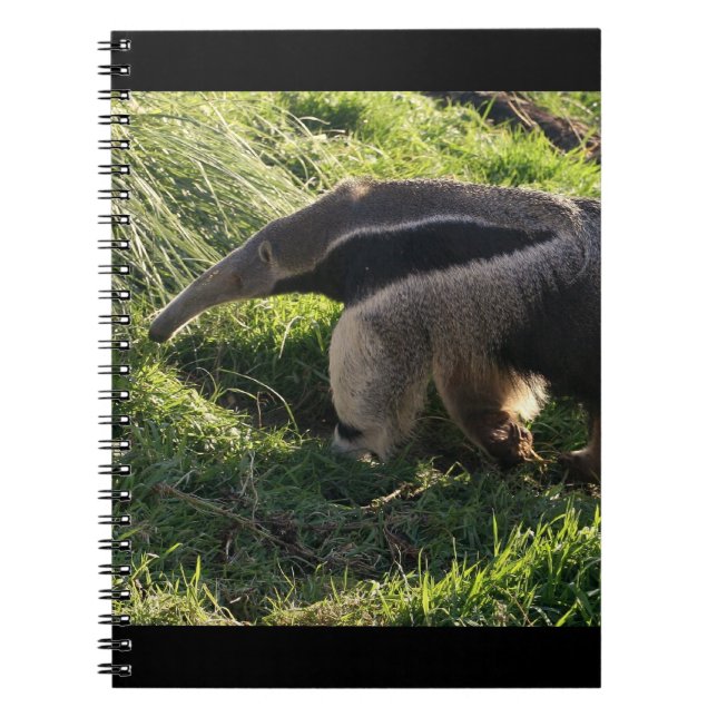 Cuaderno del Anteater gigante (Frente)