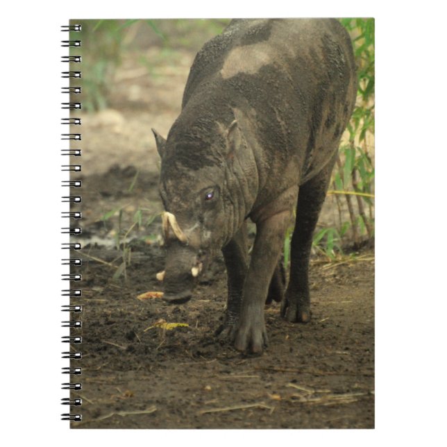 Cuaderno del Babirusa (Frente)