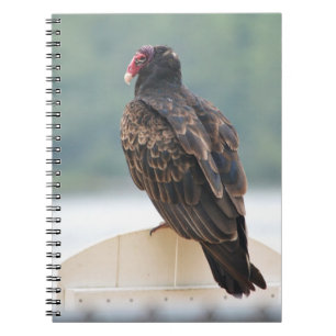 Cuaderno del buitre de Turquía