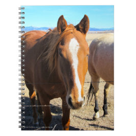 Cuaderno del caballo