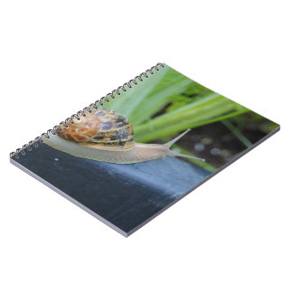 cuaderno del caracol