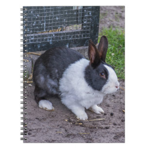 Cuaderno del conejo de conejito