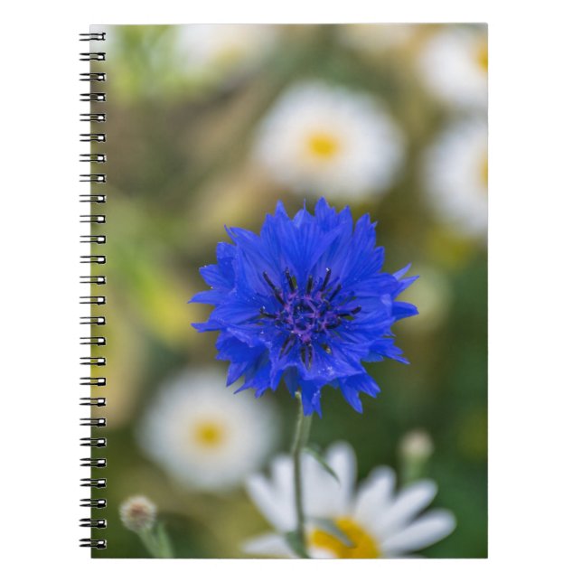 Cuaderno del Cornflower (Frente)