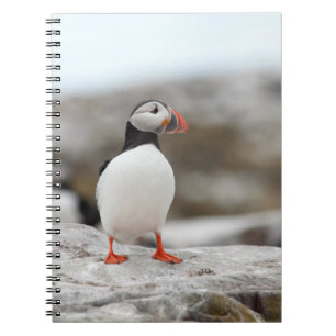 Cuaderno del frailecillo