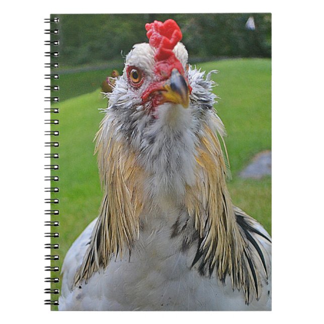 Cuaderno del gallo (Frente)