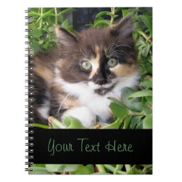 Cuaderno del gatito del calicó