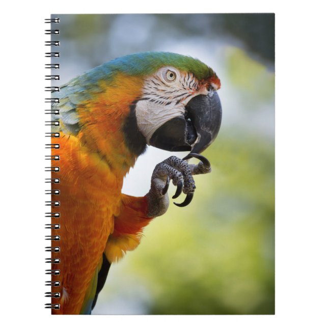 cuaderno del macaw (Frente)