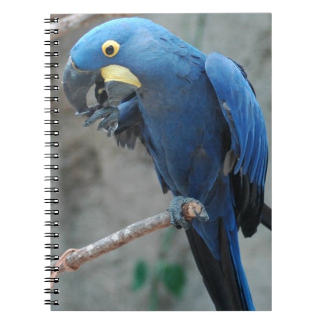 Cuaderno del Macaw del jacinto (Frente)