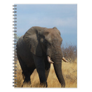 Cuaderno del Pachyderm
