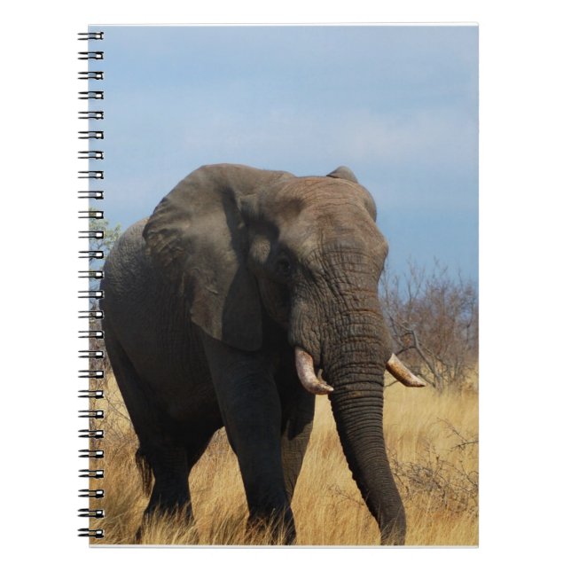 Cuaderno del Pachyderm (Frente)