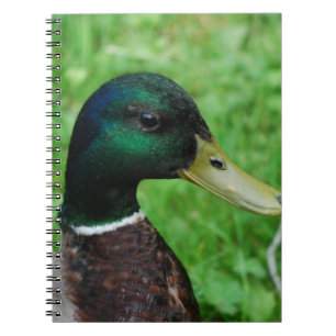 Cuaderno del pato silvestre