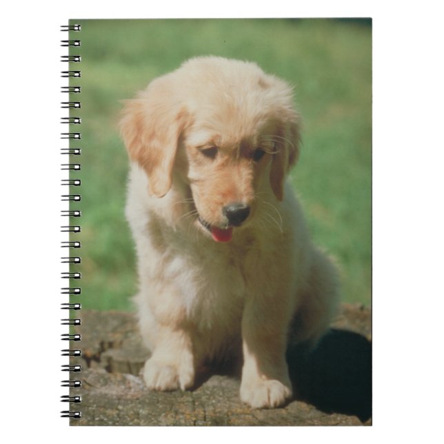 Cuaderno del perrito del golden retriever (Frente)