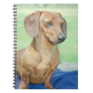 Cuaderno del perro del Dachshund