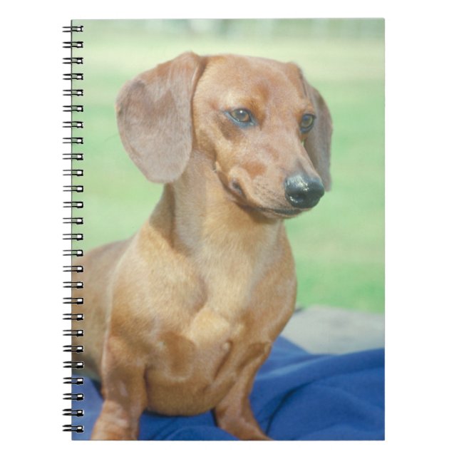 Cuaderno del perro del Dachshund (Frente)