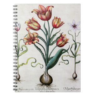 Cuaderno Del Tulipa de Perfica aperta no, Tulipa Polyanthos