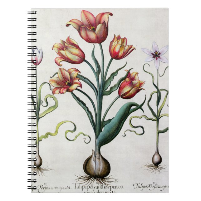 Cuaderno Del Tulipa de Perfica aperta no, Tulipa Polyanthos (Frente)