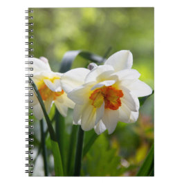 Cuaderno Delicada primavera de daffodils tiernos