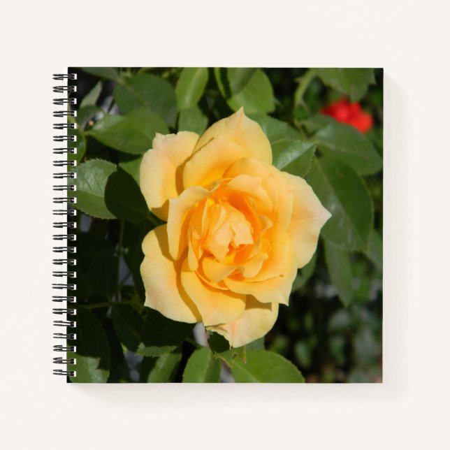 Cuaderno Delicia de Sol... (Anverso)