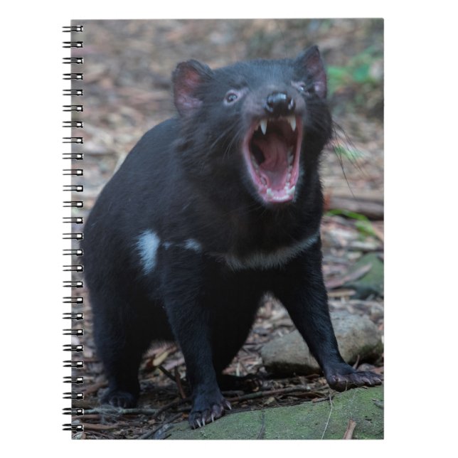 Cuaderno Demonio de Tasmania (Frente)