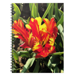 Cuaderno Dentro de un flamante loro tulip
