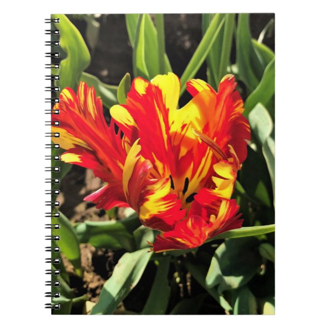 Cuaderno Dentro de un flamante loro tulip (Frente)