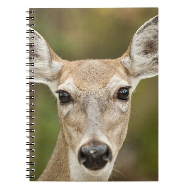 Cuaderno Depósito de cola blanca (Frente)