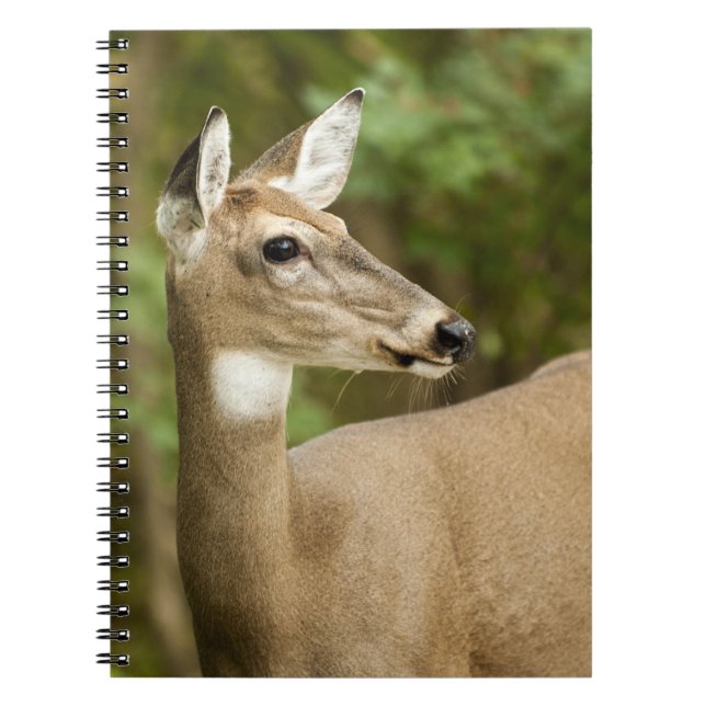 Cuaderno Depósito de cola blanca (Frente)