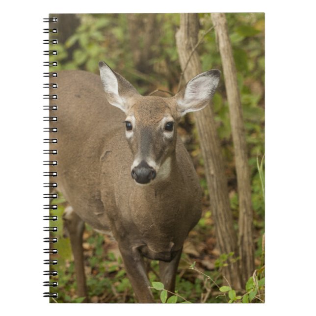 Cuaderno Depósito de cola blanca (Frente)