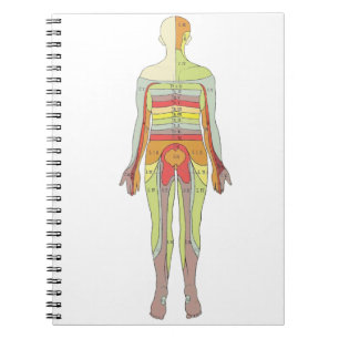 Cuaderno Dermatomas sensoriales Neurología