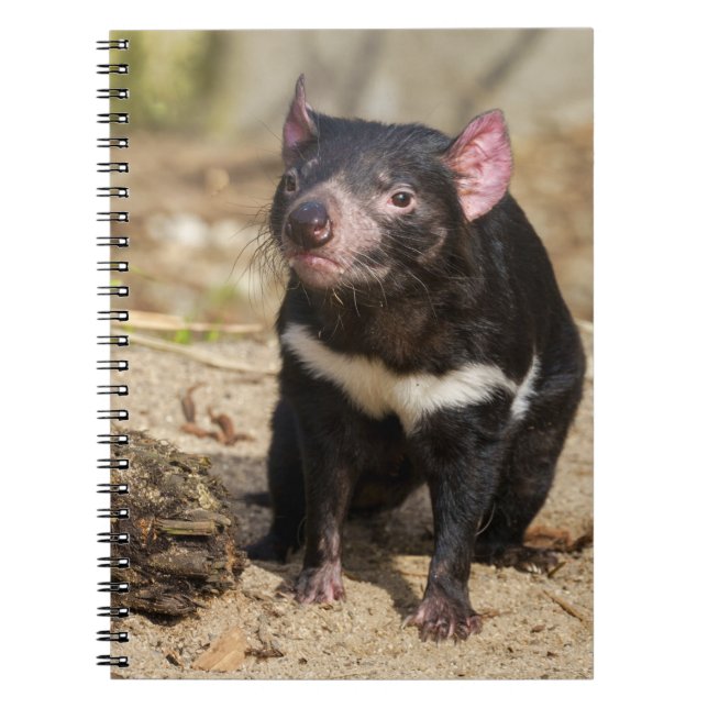 Cuaderno Desert Light – Tasmanian Devil (Frente)