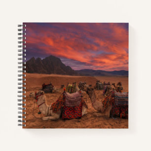 Cuaderno Desiertos   Camels Sinai Mountains Egipto